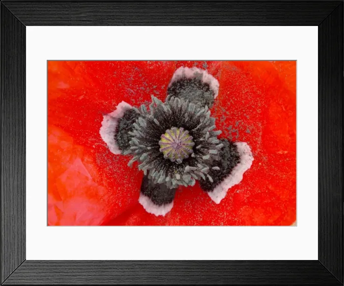 Framed Print : Beautiful form of field poppy, Papaver rhoeas, with black and white centre. Morocco Framed Print : Beautiful form of field poppy, Papaver rhoeas, with black and white centre. Morocco