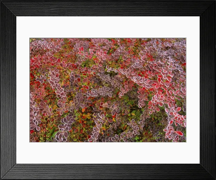 Framed Print : Barberry - Berberis - autumn colour with frost on leaves, Lower Saxony, Germany