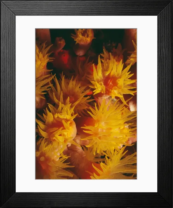 Framed Print : Cylinder Anemone - European coasts