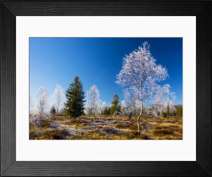 Framed Print : Birches (Betula pubescens) with hoar frost in a bog in the Haut Jura near Morez. Midwinter. East France. Haut Jura Natural Regional Park Framed Print : Birches (Betula pubescens) with hoar frost in a bog in the Haut Jura near Morez. Midwinter. East France. Haut Jura Natural Regional Park
