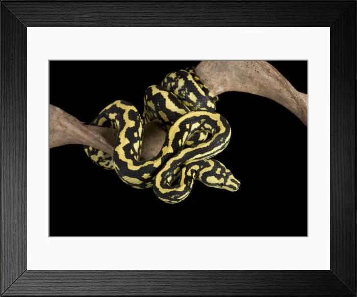 Framed Print : Jungle Carpet Python - Cheynei sub-species - Australia - New-Guinea Framed Print : Jungle Carpet Python - Cheynei sub-species - Australia - New-Guinea