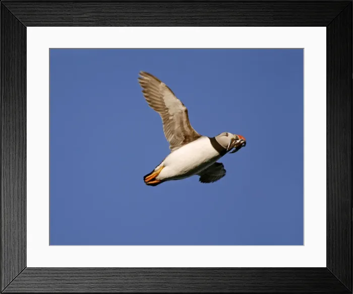 Framed Print : Puffin - in flight - on its way to burrow with its bill full of sand eels - Wales - July Framed Print : Puffin - in flight - on its way to burrow with its bill full of sand eels - Wales - July