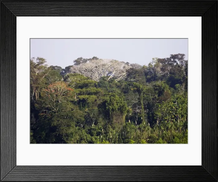Framed Print : Tropical forest Upstream from Puerto Maldonado, the Tambopata Nature Reserve (officially called the Tambopata-Candamo Reserve Zone, or TRZ) is a massive tract of humid subtropical rainforest in the department of Madre de Dios Framed Print : Tropical forest Upstream from Puerto Maldonado, the Tambopata Nature Reserve (officially called the Tambopata-Candamo Reserve Zone, or TRZ) is a massive tract of humid subtropical rainforest in the department of Madre de Dios