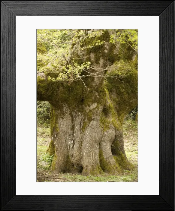 Framed Print : Ancient 600 year old Sessile Oak ( Quercus petraea ) in the mountains of Sicily Framed Print : Ancient 600 year old Sessile Oak ( Quercus petraea ) in the mountains of Sicily