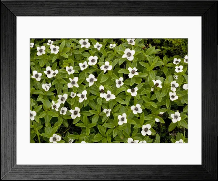 Framed Print : Dwarf cornel (Cornus suecica = Chamaepericlymenum suecicum) in flower. Rare in UK (Scotland) Framed Print : Dwarf cornel (Cornus suecica = Chamaepericlymenum suecicum) in flower. Rare in UK (Scotland)
