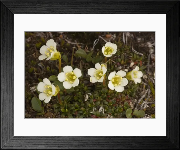 Framed Print : Diapensia in flower (Diapensia lapponica). Quite recently discovered in UK Framed Print : Diapensia in flower (Diapensia lapponica). Quite recently discovered in UK