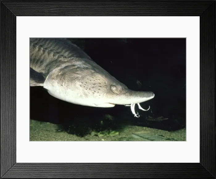 Framed Print : European Sturgeon - showing barbels (sensors) on nose. Europe Framed Print : European Sturgeon - showing barbels (sensors) on nose. Europe