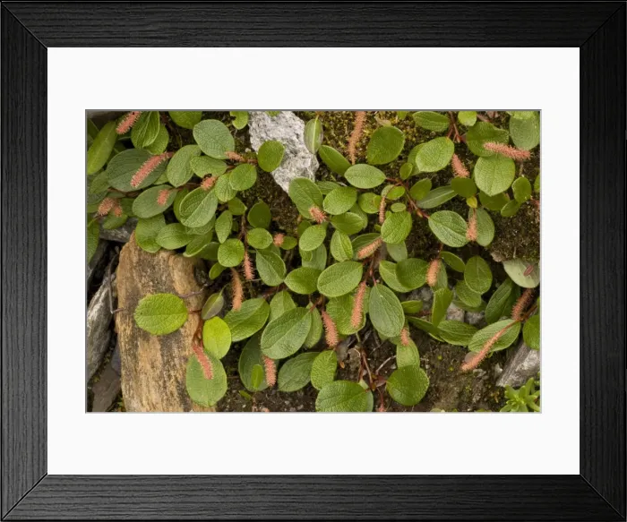 Framed Print : Net-leaved willow (Salix reticulata). Sweden Framed Print : Net-leaved willow (Salix reticulata). Sweden