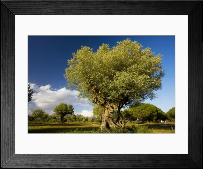 Framed Print : Ancient Wild Olive trees (Olea europaea ssp. oleaster) at El Acebuche, Coto Donana National Park, Andalucia, South-west Spain Framed Print : Ancient Wild Olive trees (Olea europaea ssp. oleaster) at El Acebuche, Coto Donana National Park, Andalucia, South-west Spain