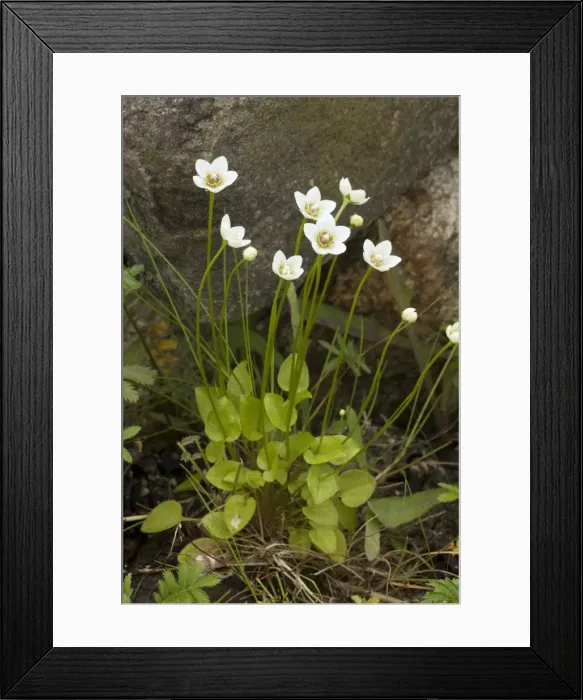 Framed Print : Grass of Parnassus (Parnassia palustris) in flower, Scotland Framed Print : Grass of Parnassus (Parnassia palustris) in flower, Scotland