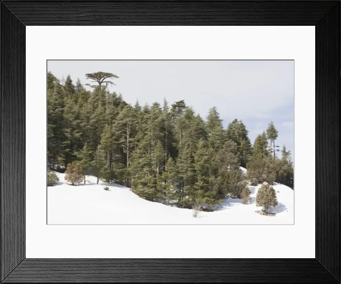 Framed Print : Atlas Cedar forest - In snow - Middle Atlas Mountains, Morocco Framed Print : Atlas Cedar forest - In snow - Middle Atlas Mountains, Morocco