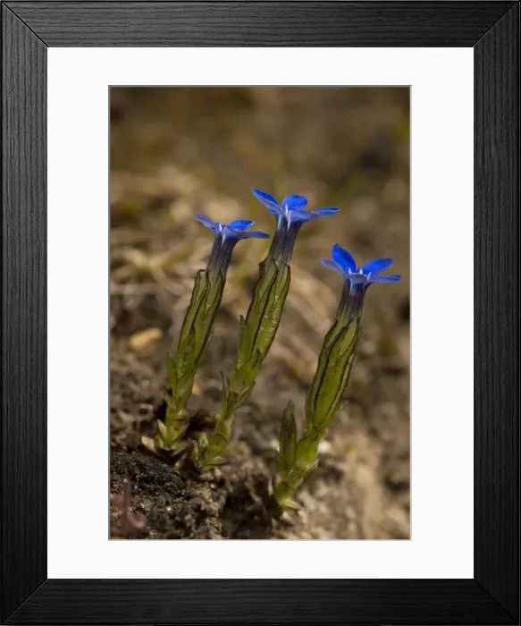 Framed Print : Snow gentian (Gentiana nivalis) - very rare mountain plant in Scotland Framed Print : Snow gentian (Gentiana nivalis) - very rare mountain plant in Scotland