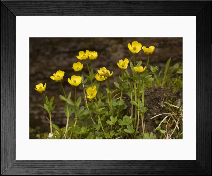 Framed Print : An arctic buttercup (Ranunculus sulphureus), north Sweden