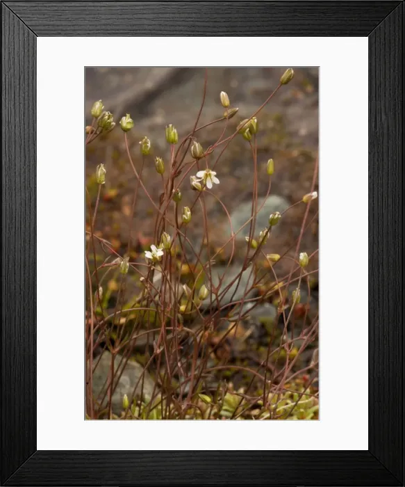 Framed Print : Teesdale sandwort (Minuartia stricta) - extremely rare in UK, only in Teesdale Framed Print : Teesdale sandwort (Minuartia stricta) - extremely rare in UK, only in Teesdale