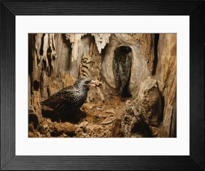 Framed Print : Starling - hole being cleaned before nest building Framed Print : Starling - hole being cleaned before nest building
