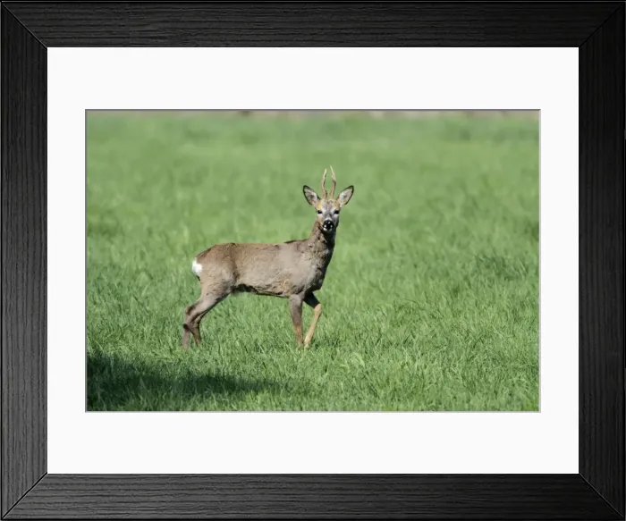 Framed Print : Roe Deer - buck alert on meadow - Lower Saxony - Germany Framed Print : Roe Deer - buck alert on meadow - Lower Saxony - Germany