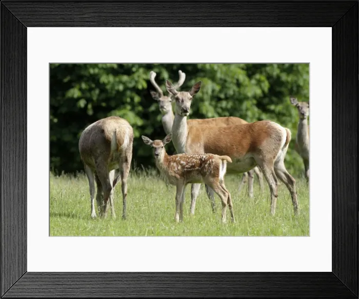 Framed Print : Red Deer - hind with calf - Lower Saxony - Germany Framed Print : Red Deer - hind with calf - Lower Saxony - Germany