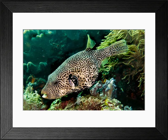 Framed Print : Map Puffer - Indonesia Framed Print : Map Puffer - Indonesia