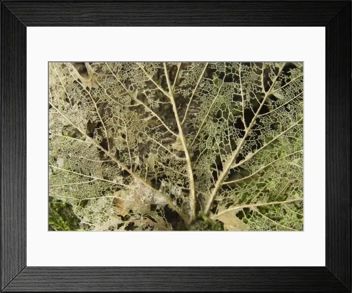 Framed Print : Norway maple Veins of the leaf Framed Print : Norway maple Veins of the leaf