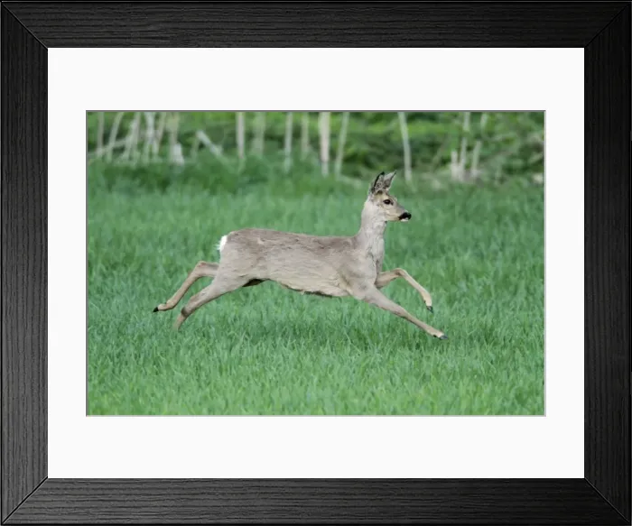 Framed Print : Roe Deer - doe in flight - Lower Saxony - Germany Framed Print : Roe Deer - doe in flight - Lower Saxony - Germany