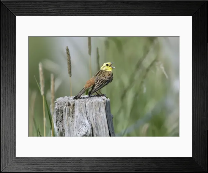 Framed Print : Yellowhammer - male singinging from post - Hessen- Germany Framed Print : Yellowhammer - male singinging from post - Hessen- Germany