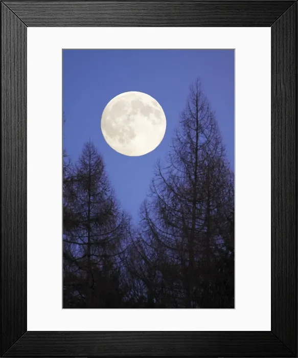 Framed Print : Autumn Full Moon - raising above forest skyline, Lower Saxony, Germany Framed Print : Autumn Full Moon - raising above forest skyline, Lower Saxony, Germany