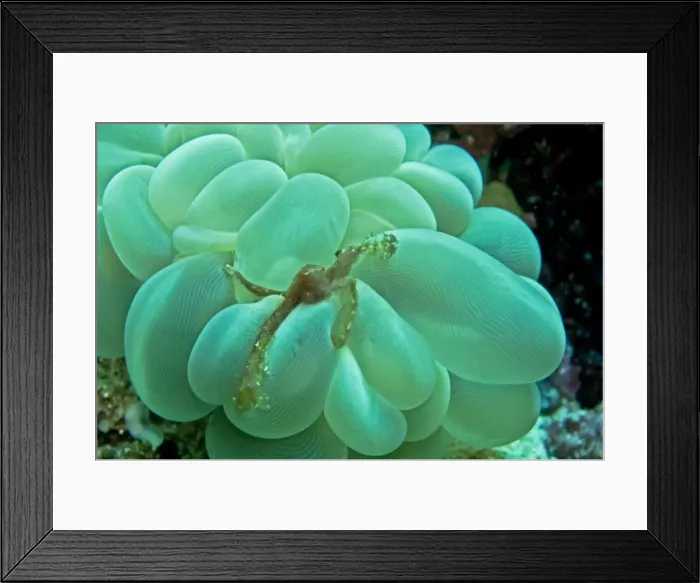 Framed Print : Orangutan Crab - by Bubble Coral - The long hairs on the body of this crab enable it to attach small particals as camouflage. Sometimes only the orange eyes can be seen protruding from the hairy body. Indonesia Indonesia Framed Print : Orangutan Crab - by Bubble Coral - The long hairs on the body of this crab enable it to attach small particals as camouflage. Sometimes only the orange eyes can be seen protruding from the hairy body. Indonesia Indonesia