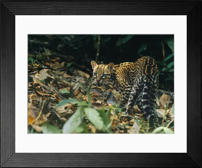 Framed Print : Wild Ocelot - Amazonas Brazil Framed Print : Wild Ocelot - Amazonas Brazil