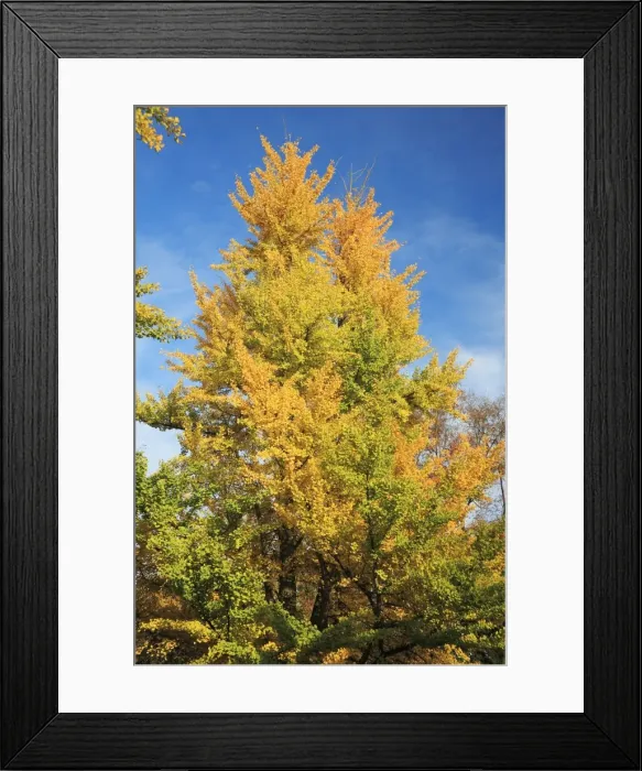 Framed Print : Tulip Tree - in autumn colour, Hessen, Germany Framed Print : Tulip Tree - in autumn colour, Hessen, Germany