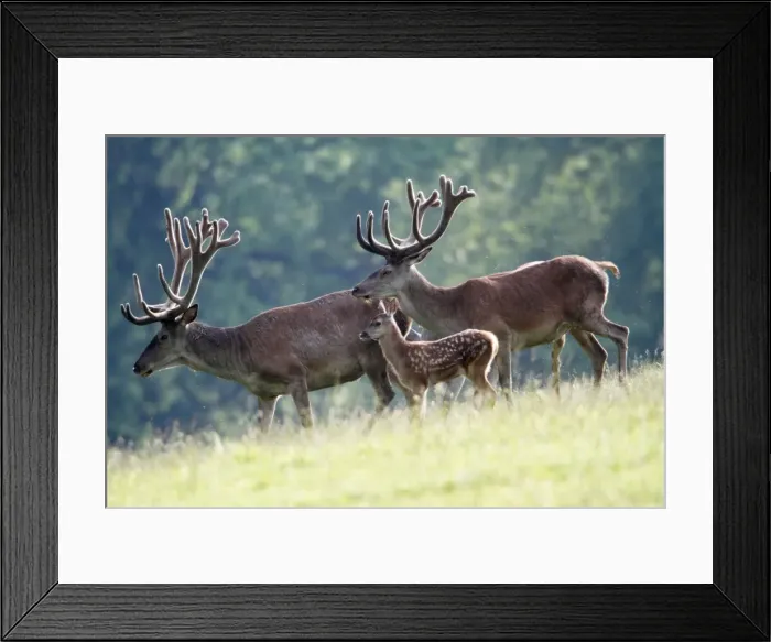 Framed Print : Red Deer - two stags with velvet on antlers and calf - Lower Saxony - Germany Framed Print : Red Deer - two stags with velvet on antlers and calf - Lower Saxony - Germany