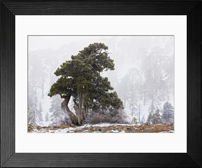 Framed Print : Ancient Juniper tree - in freezing fog and snow high in the Troodos Mountains, Greek Cyprus (south) Framed Print : Ancient Juniper tree - in freezing fog and snow high in the Troodos Mountains, Greek Cyprus (south)