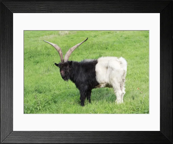 Framed Print : Bagot Goat - male on meadow, Lower Saxony, Germany Framed Print : Bagot Goat - male on meadow, Lower Saxony, Germany