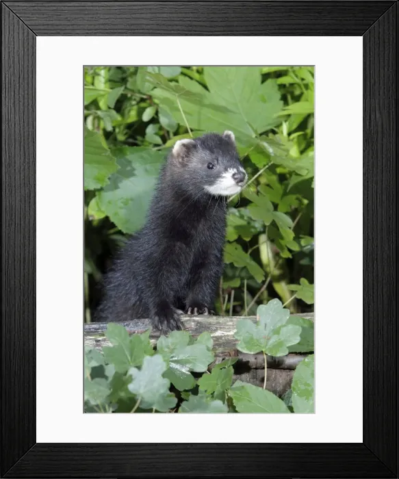 Framed Print : Polecat - young animal - Lower Saxony - Germany Framed Print : Polecat - young animal - Lower Saxony - Germany