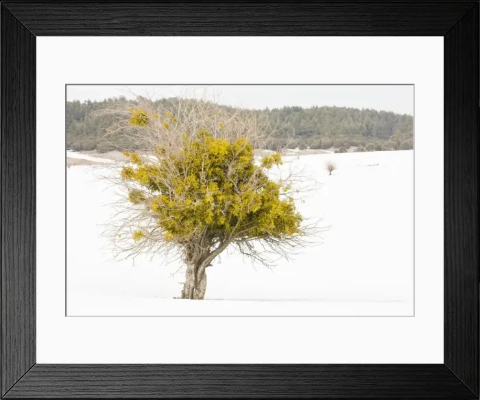 Framed Print : Red-berried Mistletoe - in hawthorn bush in snowy weather - high in the Middle Atlas Mountains, Morocco Framed Print : Red-berried Mistletoe - in hawthorn bush in snowy weather - high in the Middle Atlas Mountains, Morocco