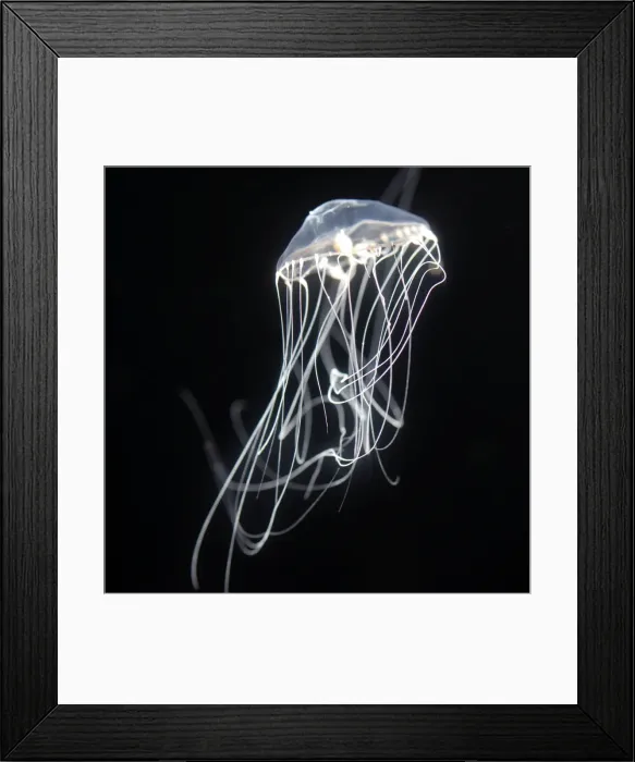 Framed Print : Jellyfish, north Pacific Framed Print : Jellyfish, north Pacific