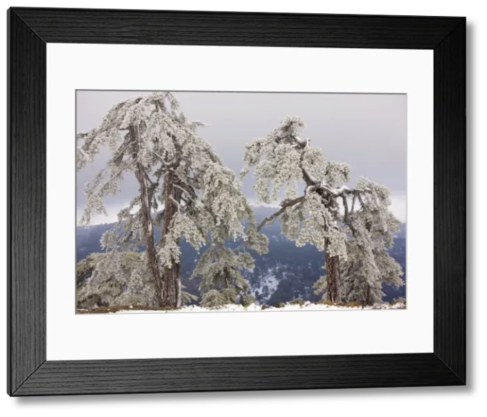 Framed Print : Ancient Black Pine forest - in snow and freezing fog, high in the Troodos Mountains, Greek Cyprus (south) Framed Print : Ancient Black Pine forest - in snow and freezing fog, high in the Troodos Mountains, Greek Cyprus (south)