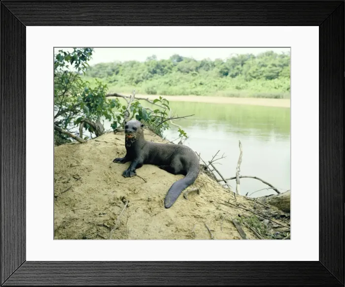 Framed Print : Giant Otter - on river bank - Guyana, South America Framed Print : Giant Otter - on river bank - Guyana, South America