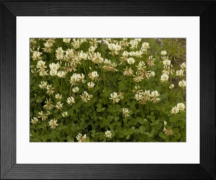 Framed Print : White clover (Trifolium repens) - wild plant and fodder crop Framed Print : White clover (Trifolium repens) - wild plant and fodder crop