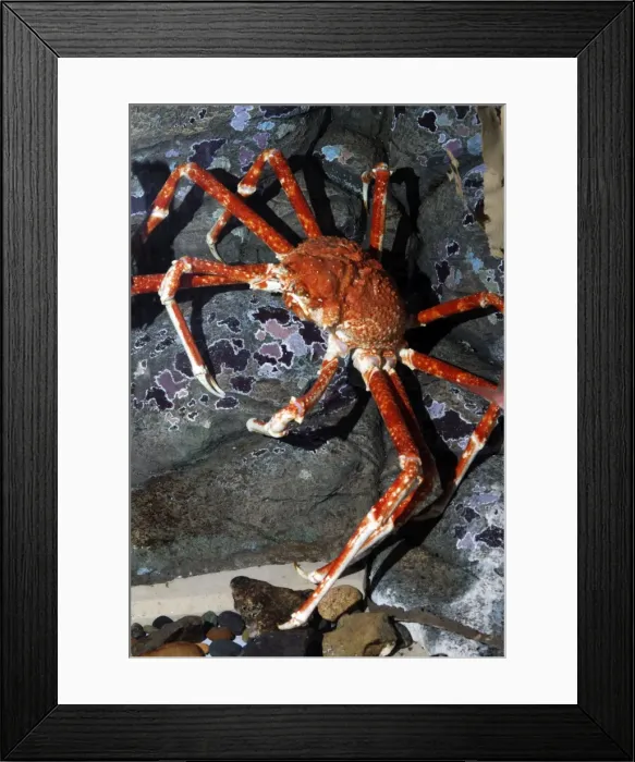 Framed Print : Japanese Giant Spider Crab Framed Print : Japanese Giant Spider Crab