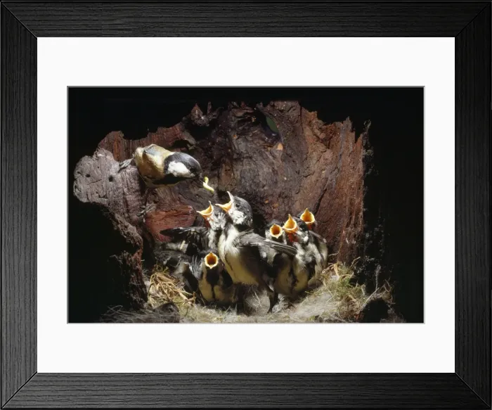 Framed Print : Great Tit - feeding well feathered young in nest Framed Print : Great Tit - feeding well feathered young in nest