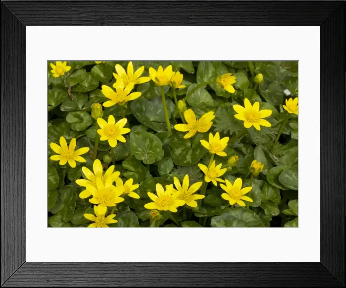 Framed Print : Lesser Celandines - in flower in spring sunshine, Dorset UK Framed Print : Lesser Celandines - in flower in spring sunshine, Dorset UK