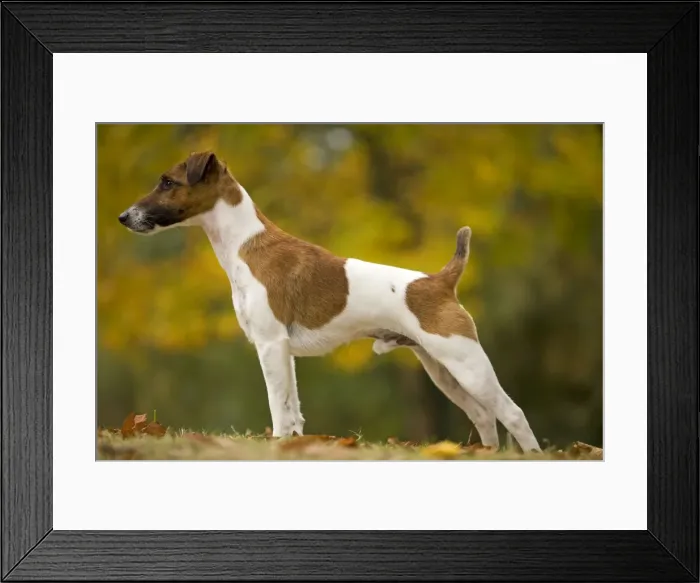 Framed Print : Dog - Fox Terrier - short-haired - outside Framed Print : Dog - Fox Terrier - short-haired - outside