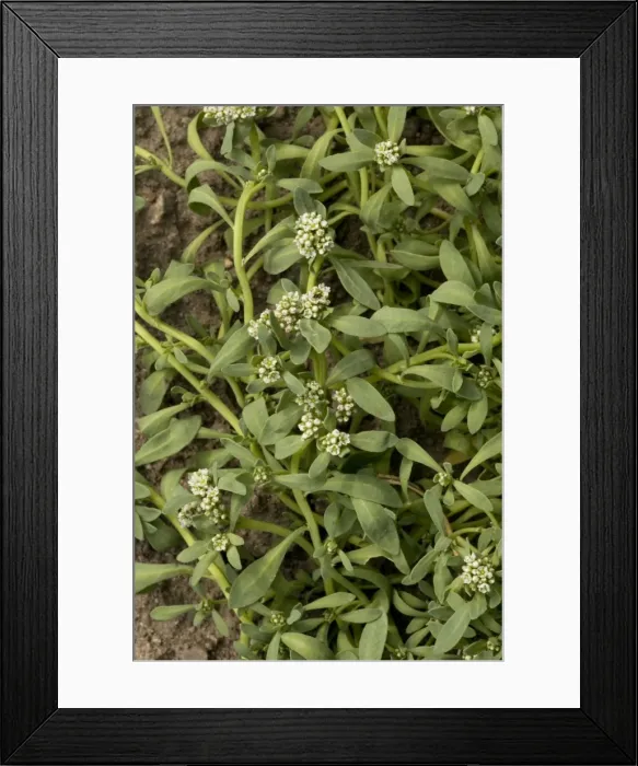 Framed Print : Strapwort (Corrigiola littoralis); very rare in UK, Devon only Framed Print : Strapwort (Corrigiola littoralis); very rare in UK, Devon only