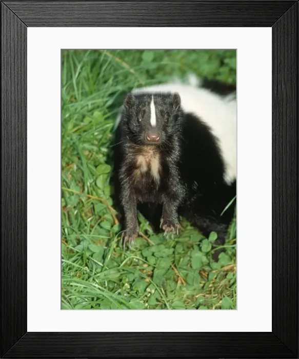 Framed Print : Striped Skunk Framed Print : Striped Skunk