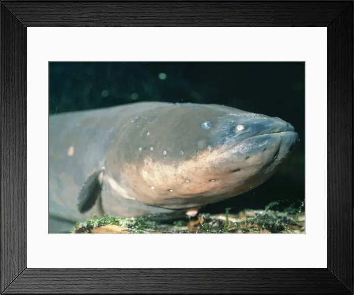 Framed Print : Electric Eel - South America Framed Print : Electric Eel - South America