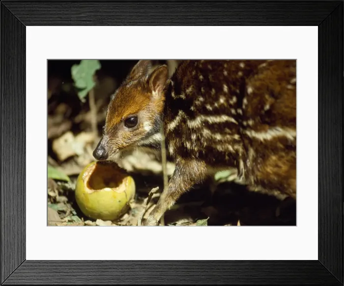 Framed Print : Mouse Deer / Water Chevrotain - eating fruit dropped by monkeys - Gola forest West Africa Framed Print : Mouse Deer / Water Chevrotain - eating fruit dropped by monkeys - Gola forest West Africa
