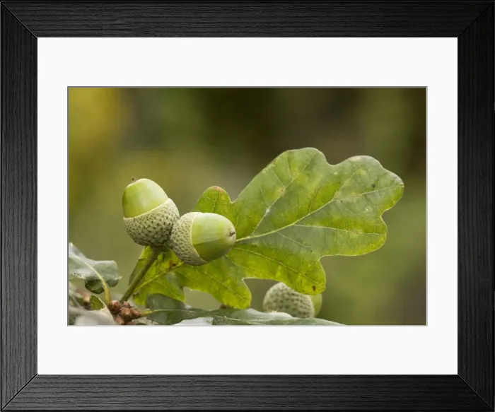 Framed Print : Acorns of common oak or durmast oak (Quercus robur). Dorset Framed Print : Acorns of common oak or durmast oak (Quercus robur). Dorset