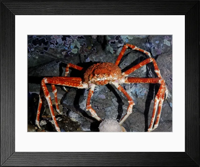 Framed Print : Japanese Giant Spider Crab Framed Print : Japanese Giant Spider Crab
