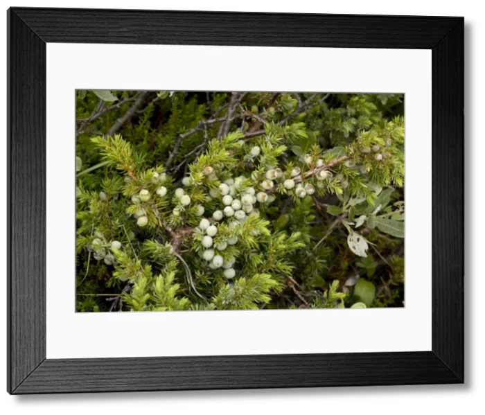 Framed Print : Alpine version of common juniper (Juniperus communis ssp. alpina), with berries. Norway Framed Print : Alpine version of common juniper (Juniperus communis ssp. alpina), with berries. Norway