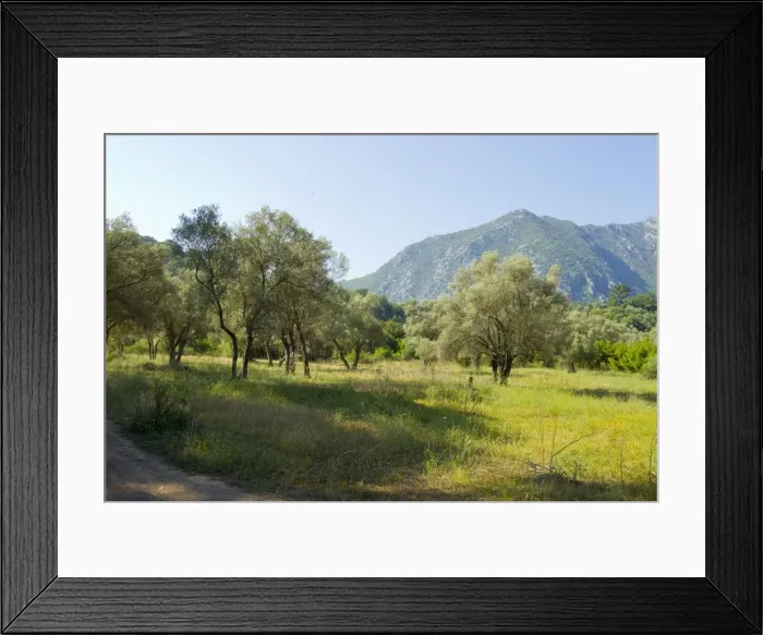 Framed Print : Ancient Olive Grove - which holds breeding Olive-tree Warblers, Masked Shrikes, Sombre Tits and Eastern Orphean Warblers - Southern Turkey - May Framed Print : Ancient Olive Grove - which holds breeding Olive-tree Warblers, Masked Shrikes, Sombre Tits and Eastern Orphean Warblers - Southern Turkey - May